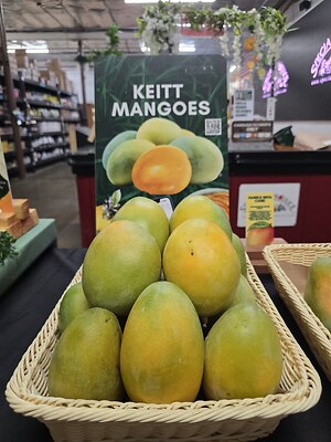 MANGO KEITT GOLDEN