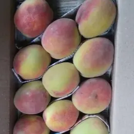 PEACH KASHMIR A GRADE