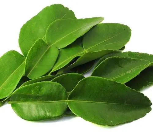LEMON LEAF 150-200 GM