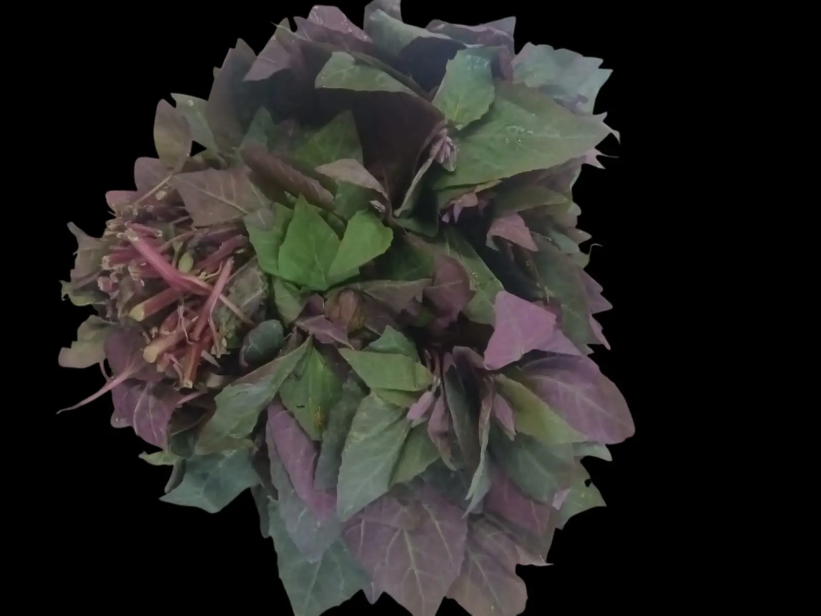 MUSHTAK SAAG RED 450-500GM