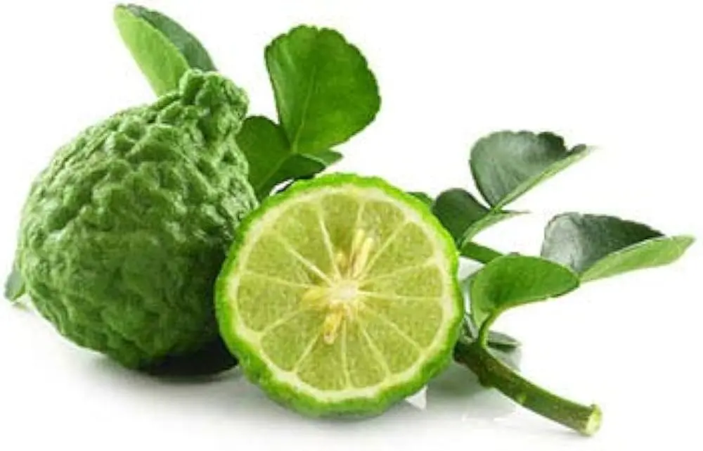KAFFIR LIME 300-350 GM