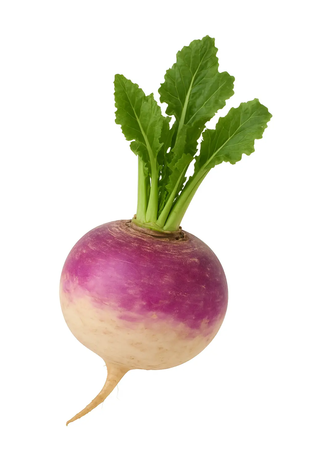 shalgam a grade 500-600gm