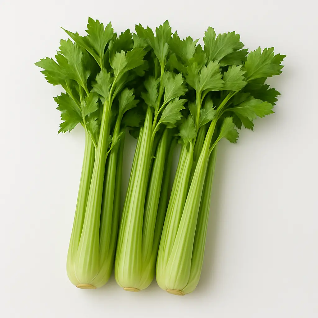 CELERY A GRADE 200-250 GM